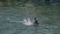 Pair of dolphins dancing in blue water Royalty Free Stock Photo