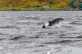 A pair of dolphins frolick in the Moray Firth off Chanonry Point, Scotland