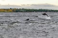 A pair of dolphins playing in the Moray Firth off Chanonry Point, Scotland