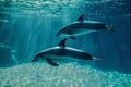 a pair of dolphins playing in sunrays underwater. World aquatic Animal day Royalty Free Stock Photo