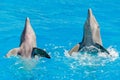 A Pair Dolphins Swim in the Pool and Flip their Fins. Sided Couple of Dolphins Play in Blue Waters Royalty Free Stock Photo