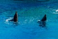 A Pair Dolphins Swim in the Pool and Flip their Fins. Sided Couple of Dolphins Play in Deep Blue Waters Royalty Free Stock Photo