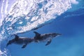 Pair of Dolphins Swimming beneath Waves in Bahamas