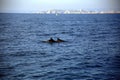 Pair of dolphins swimming in the blue Mediterranean sea, with islands in the background Royalty Free Stock Photo