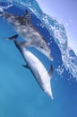 Pair of Dolphins Swimming on Ocean Surface in Bahamas Royalty Free Stock Photo