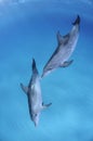 Pair of Dolphins Swimming in Sync in Clear Waters of Bahamas Royalty Free Stock Photo