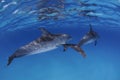 Pair of Dolphins Swimming Together through Clear Waters of Bahamas