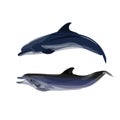 Pair of dolphins vector Royalty Free Stock Photo