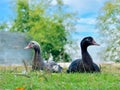 A pair of domestic ducks sit in the yard and look in different directions
