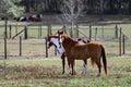 Pair of domestic horses standing in a pasture during the daytime