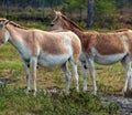 Pair of Donkeys Royalty Free Stock Photo