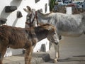 Pair of donkeys - adult and juvenile