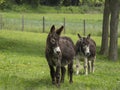 Pair of donkeys graze peacefully in green pasture