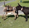 Pair of Donkeys in New Forest England fighting