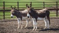 Pair of Donkeys Standing in a Sunny Paddock. Concept Farm Animals, Sunny Day, Donkey Pair, Paddock