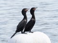 Pair of Double-Crested Cormorants Perched on a White Buoy