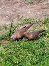 Pair of dove bird