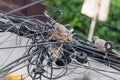 Pair of dove birds making their nest in some light cables