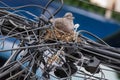 Pair of dove birds making their nest in some light cables