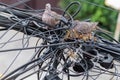 Pair of dove birds making their nest in some light cables