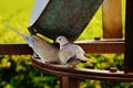 A pair of dove sitting on an iron bar