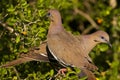 Pair of doves Royalty Free Stock Photo