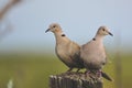 Pair of Doves