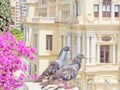 A pair of doves look down to the old town of Malaga