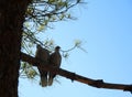 A pair of doves on a pine branch