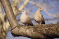 A pair of doves sitting on a tree branch.
