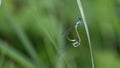 Pair of dragonflies on the blade of grass