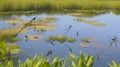 A pair of dragonflies dancing above a village pond.