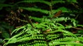 Pair of dragonflies on fern leaves in the bush