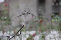 a pair of dragonflies perched on a branch with a natural background