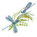 Pair of dragonflies and wild meadow grass. Two elegant insects and summer herbs. Watercolor illustration. Dragonfly side