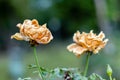 Pair of dried garden roses with green background. old age and senior citizen concept
