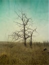 A pair of dried trees in the steppe