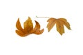 Pair of dry brown maple fallen leaves isolated on white. Transparent png additional format
