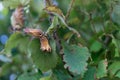 Pair of dry flakes with hazelnuts hanging from the branch of the hazelnut tree next to abundant green leaves Royalty Free Stock Photo