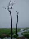 A pair of dry trees that are on the edge of the lake with foggy weather