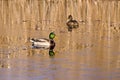 Pair duck mallard on autumn lake water and first ice Royalty Free Stock Photo