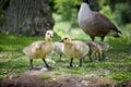 A pair of duckling on the grass