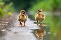 pair of ducklings following a line