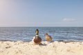 Pair of ducks on beach Royalty Free Stock Photo