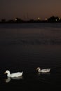 Pair of ducks on the eagle pass lake at night Royalty Free Stock Photo