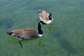 Pair of ducks floating on lake