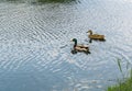 A pair of ducks floating in a pond in a park area. Royalty Free Stock Photo