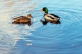 A pair of ducks are flying in the river Royalty Free Stock Photo