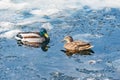 Pair of ducks on the lake surface. Royalty Free Stock Photo