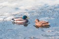 Pair of ducks on the lake surface. Royalty Free Stock Photo